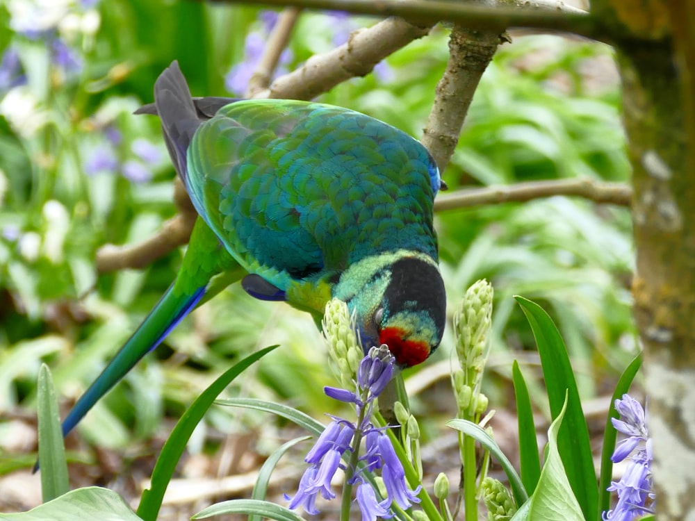 green and blue bird on brown tree branch