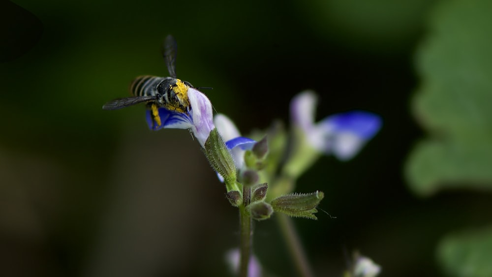 black and yellow bee on purple flower