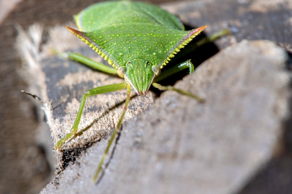 green grasshopper on gray rock
