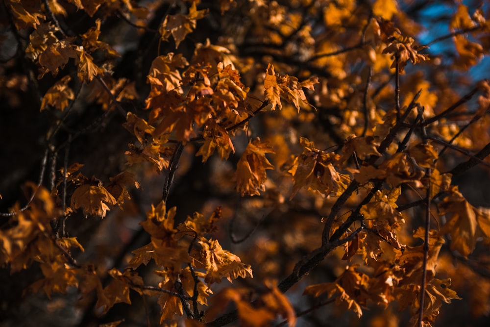 yellow leaves on brown tree branch