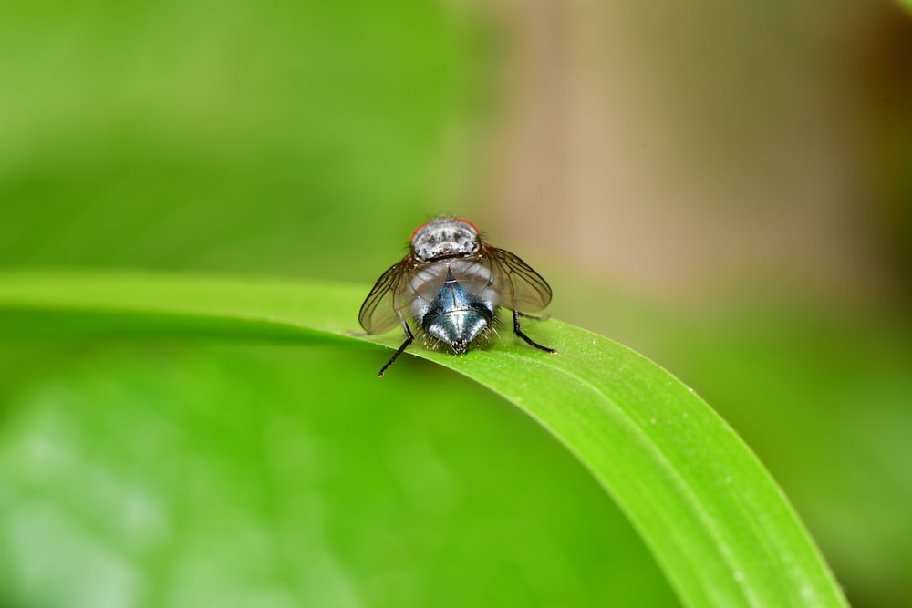 black and brown bee on green leaf