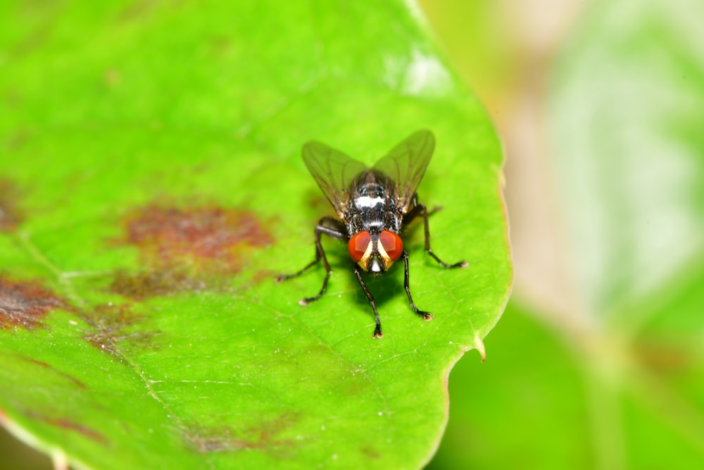 black and white fly on green leaf