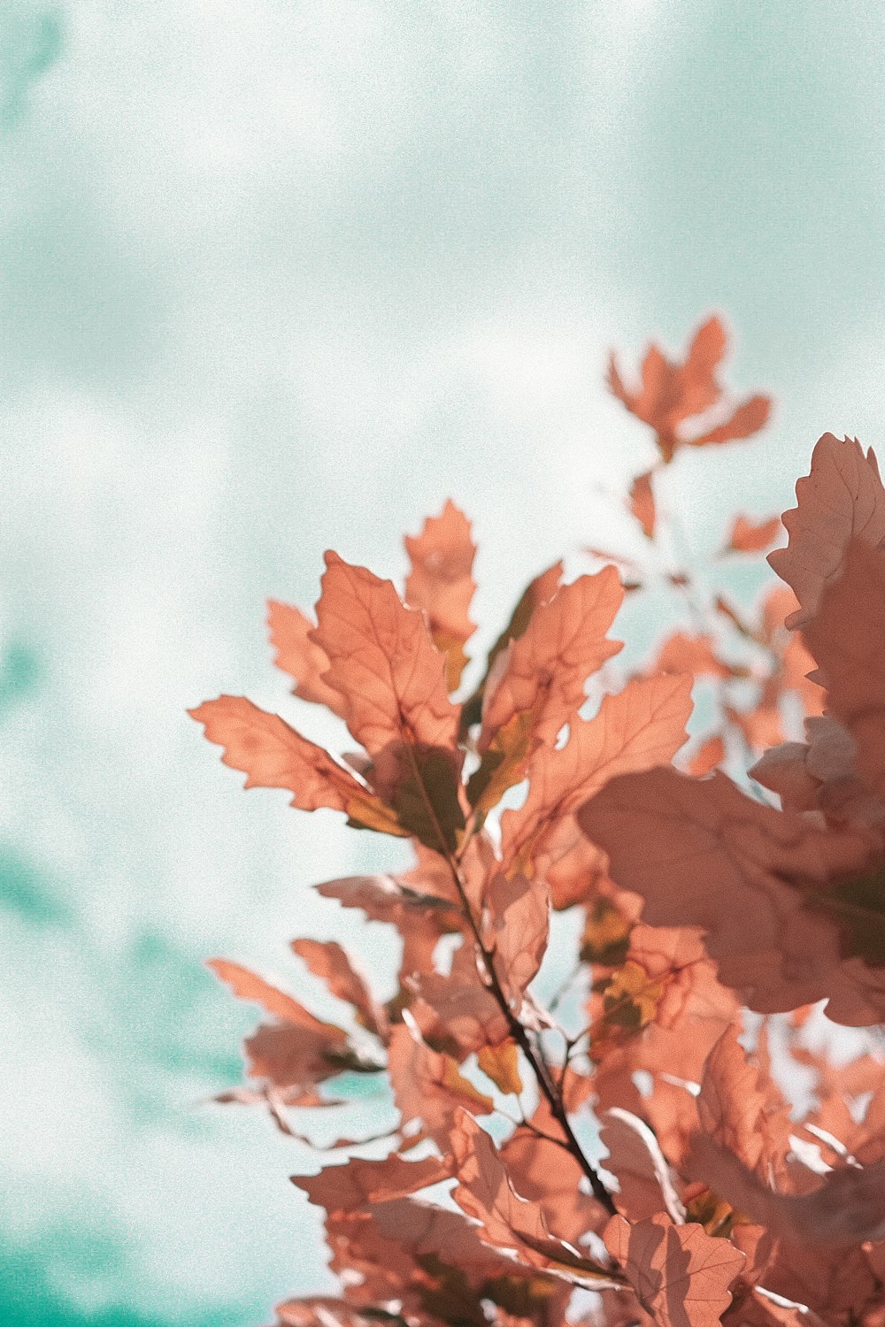 red maple leaf in close up photography