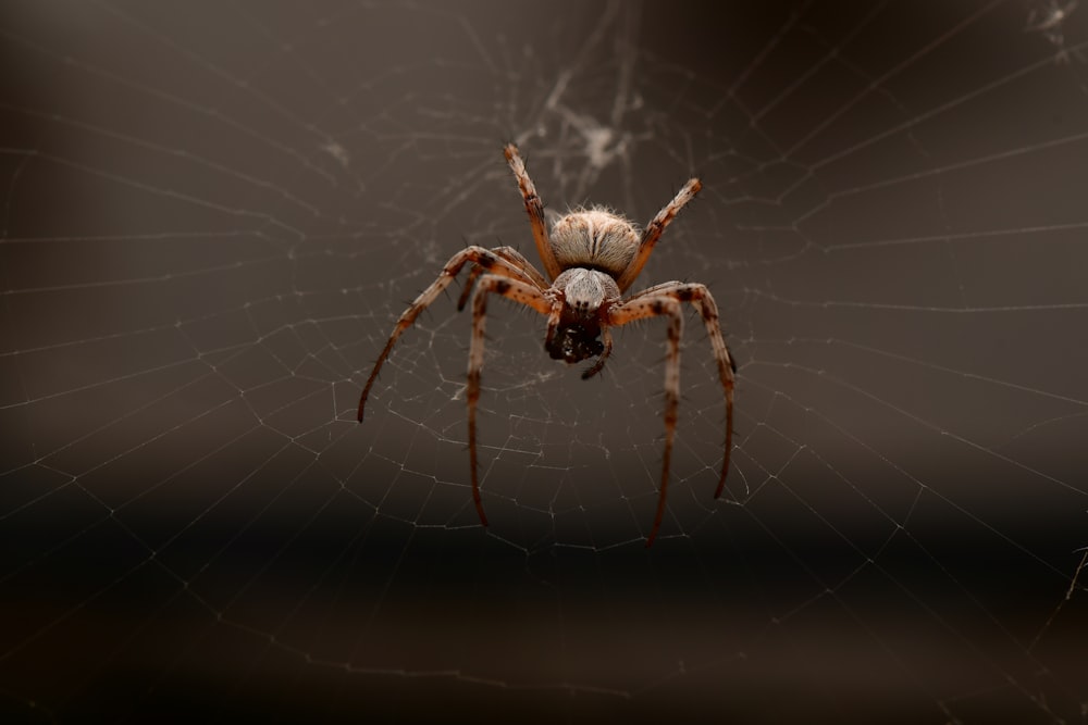 brown and white spider on web in close up photography