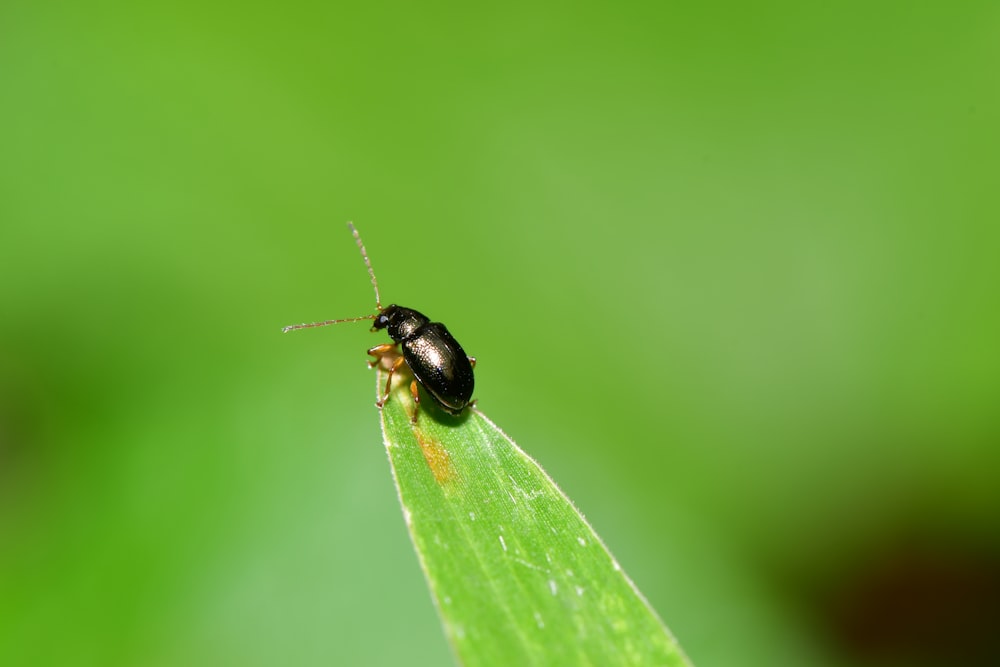 black beetle on green leaf