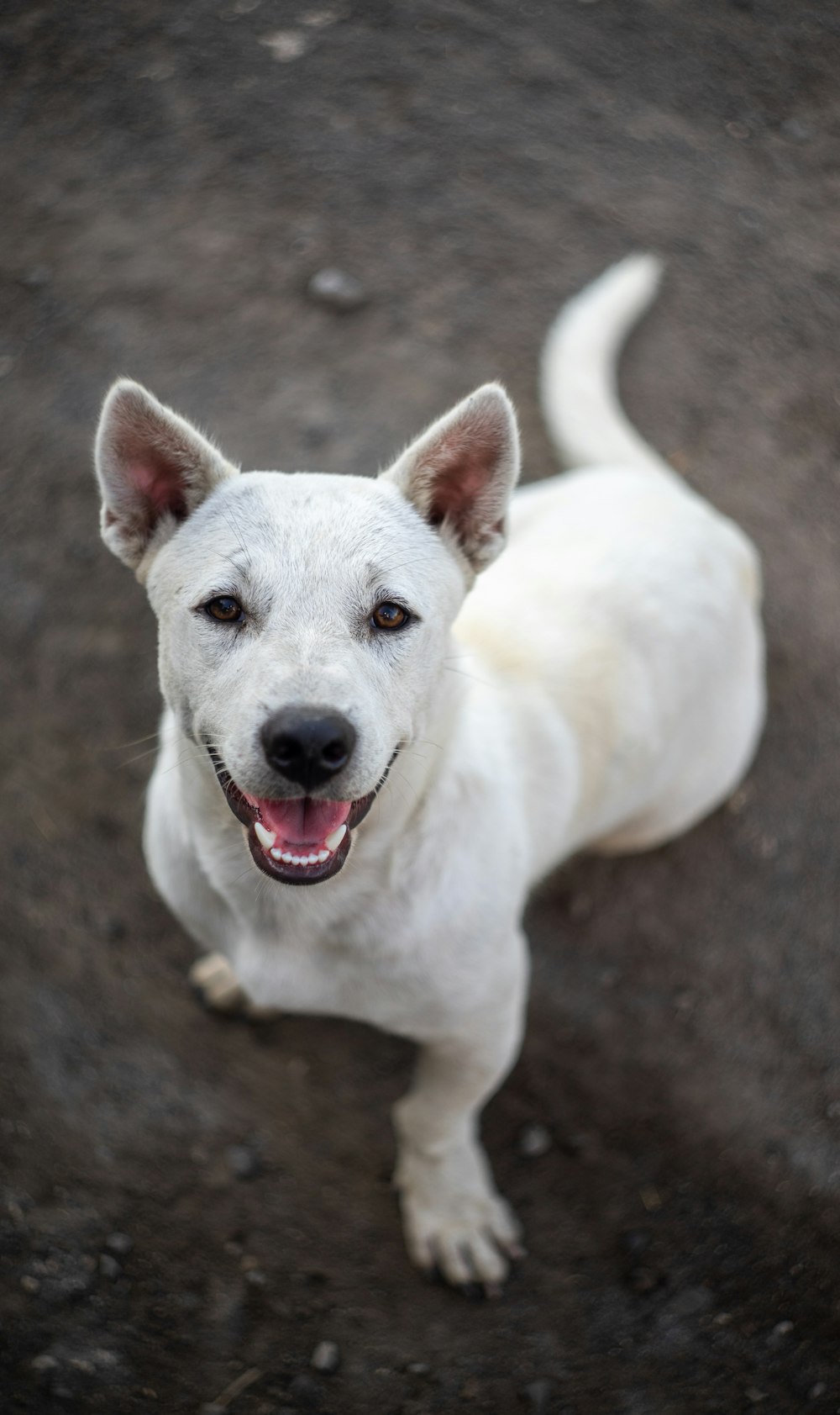 white short coated dog sitting on brown soil