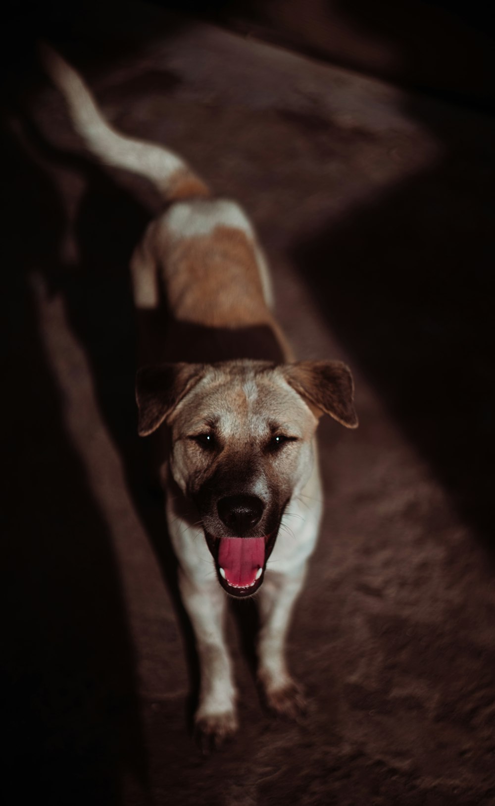 brown and white short coated dog