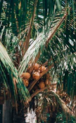brown and beige wooden figurine on green palm tree