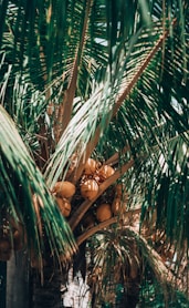 brown and beige wooden figurine on green palm tree