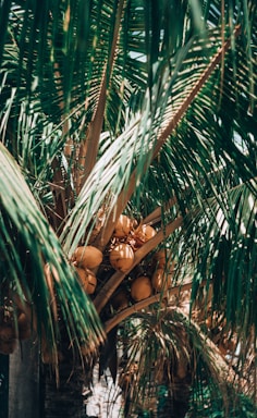 Mission to deliver high-quality coconut and moringa products globally - adely eco nusantara