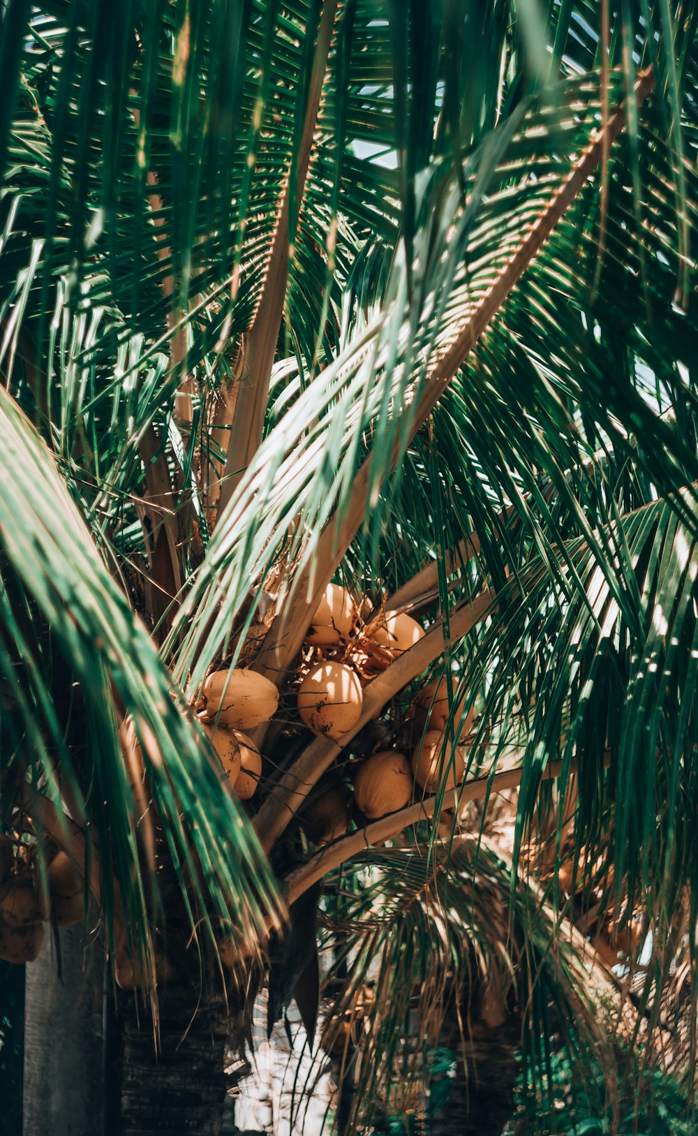 brown and beige wooden figurine on green palm tree