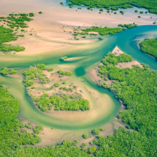 Close-up of the lush mangroves in the Niger Delta, highlighting Nigeria's diverse geography.