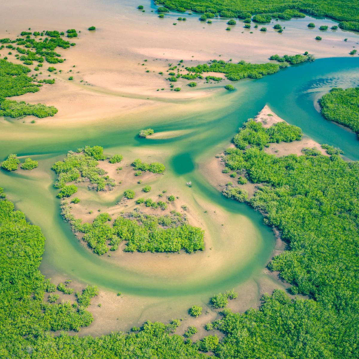 Senegal nature — flamingos wading in the Sine-Saloum Delta's shallow tidal channels at sunrise
