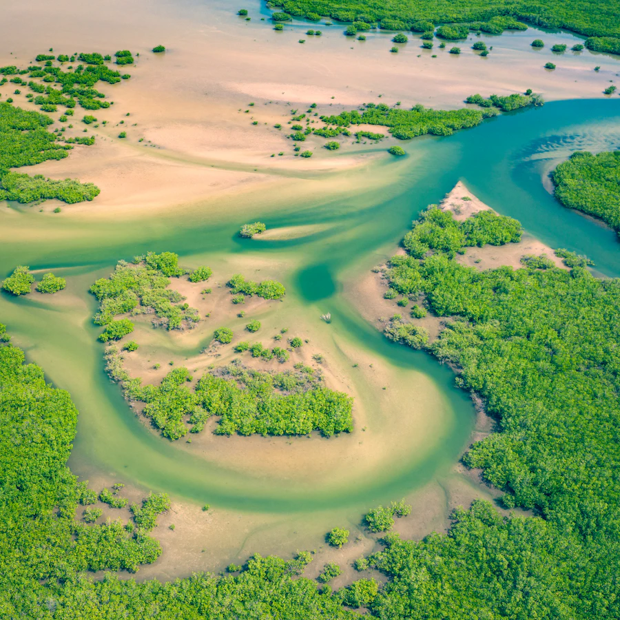 Sine Saloum, filières sénégalaises