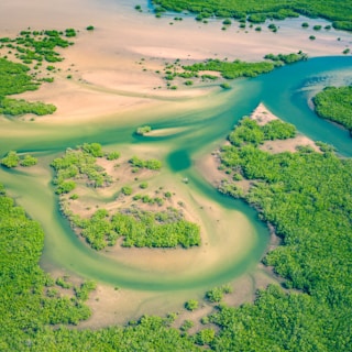An aerial view of a vibrant river delta surrounded by dense green vegetation. The water appears turquoise, winding through patches of lush green mangroves. The sandbanks between the water channels are visible, creating natural patterns and shapes in the landscape.
