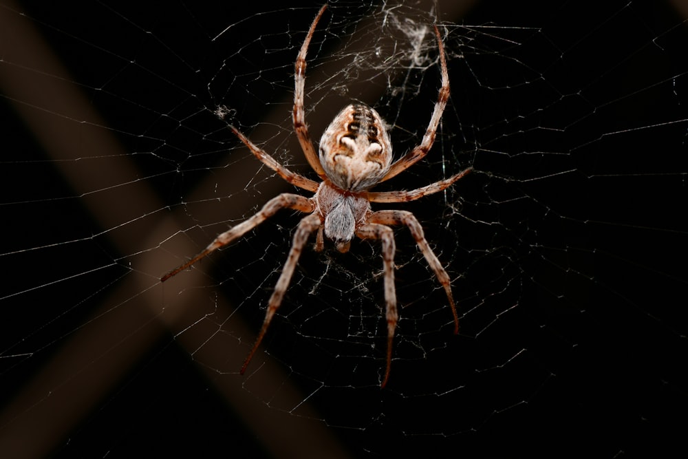 brown spider on web in close up photography