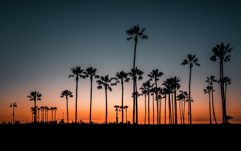 silhouette of palm trees during sunset