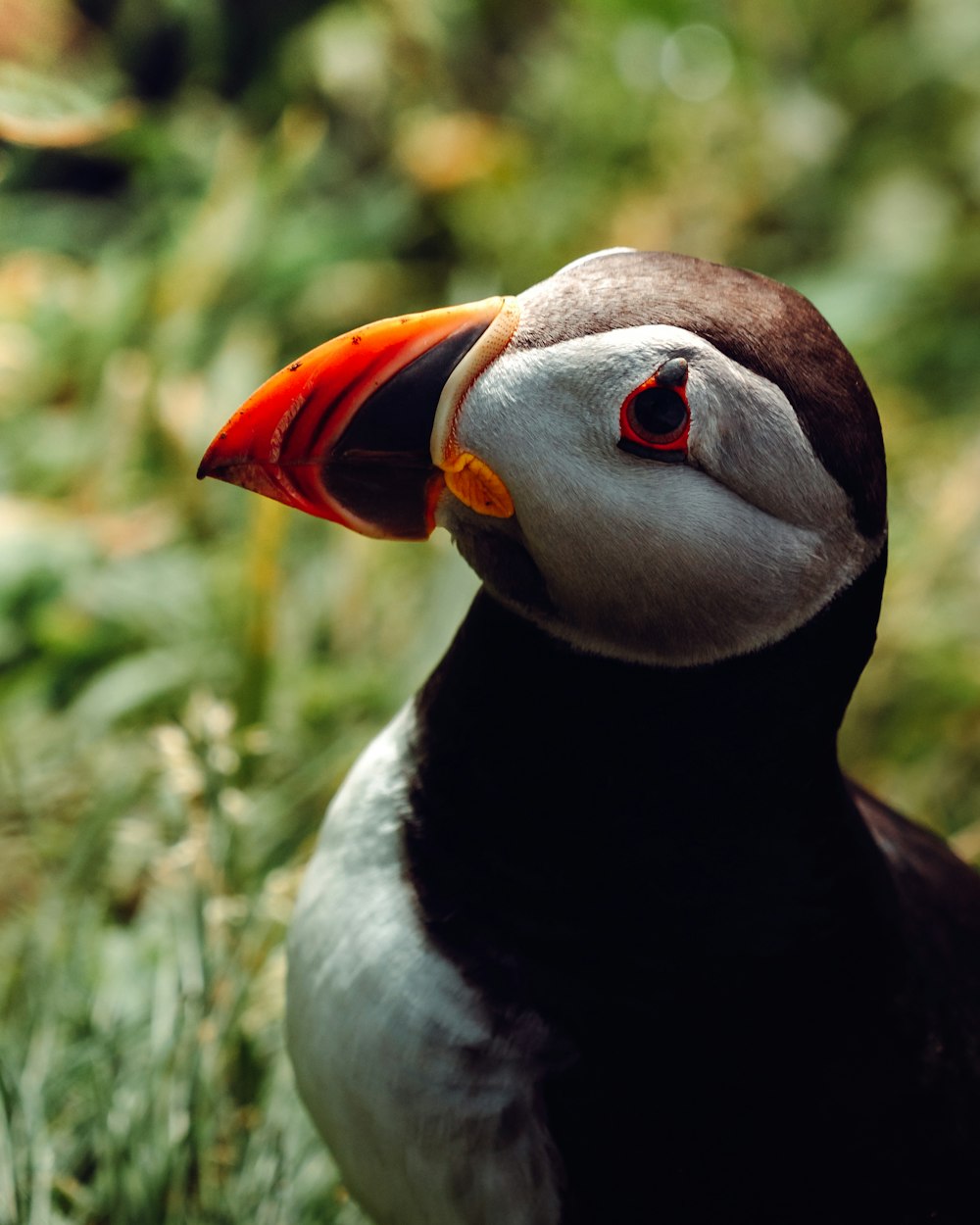 black and white bird on green grass during daytime