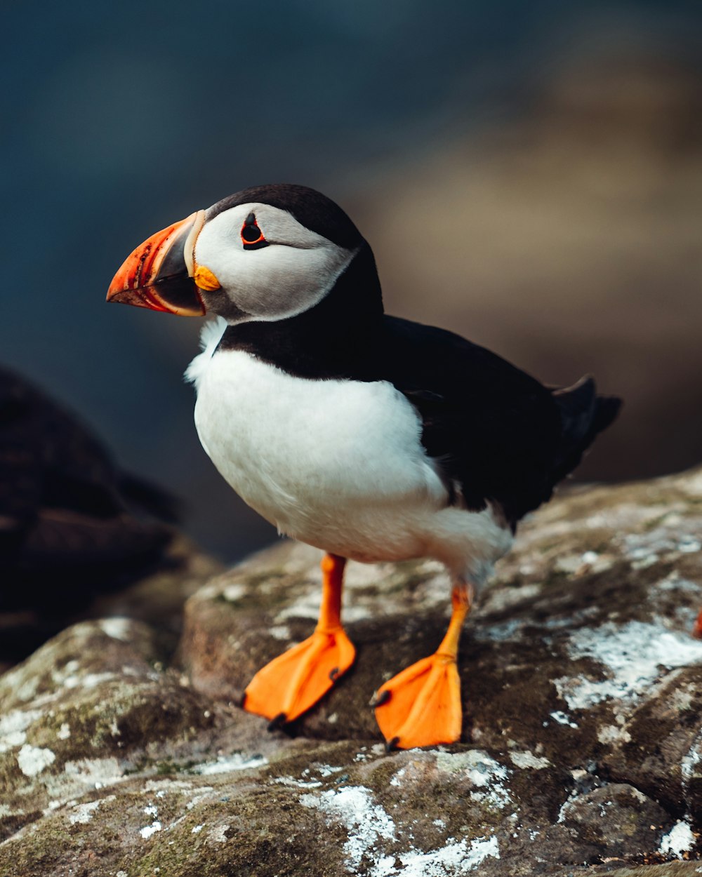 pájaro blanco y negro sobre roca marrón