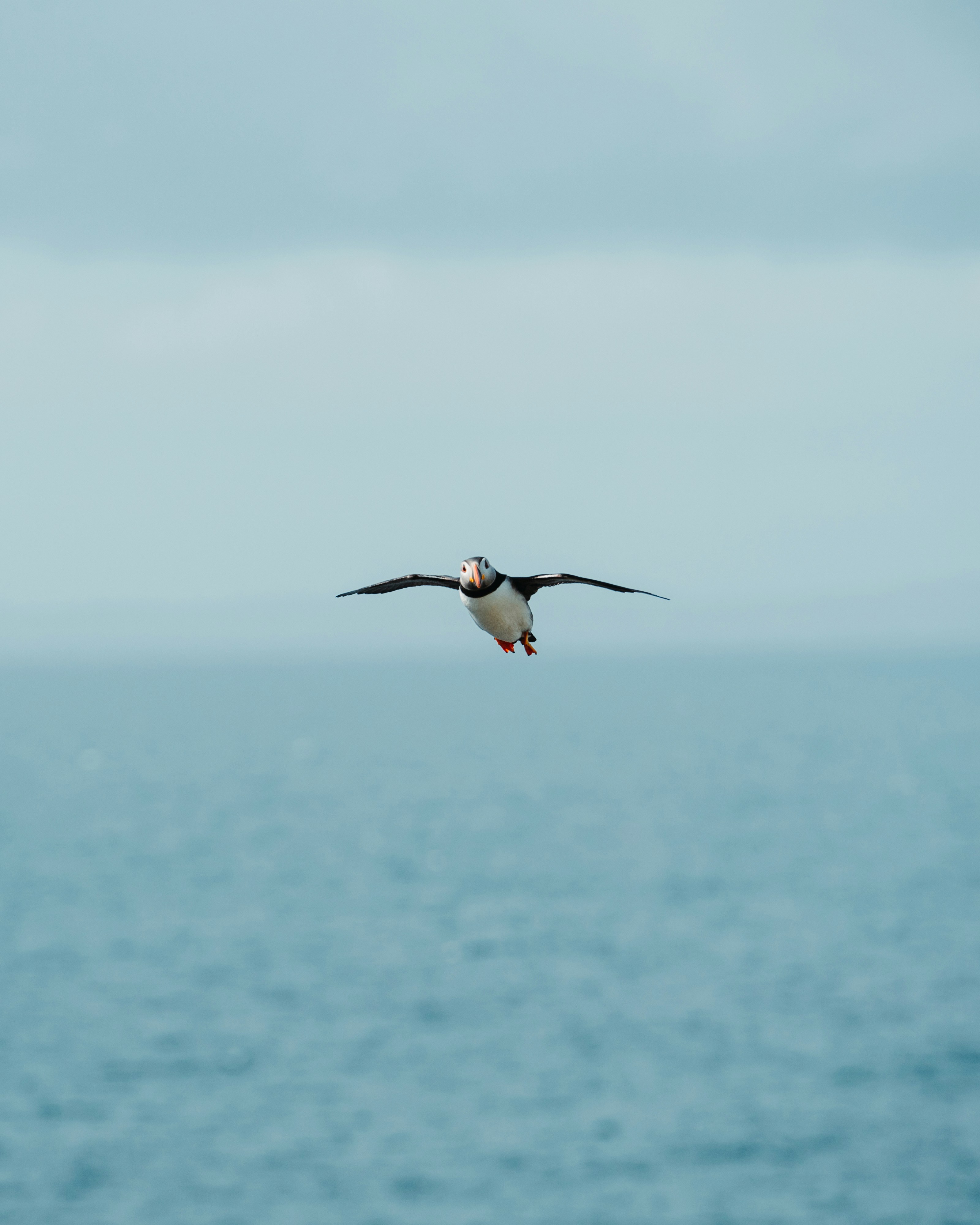 white and black bird flying over the sea during daytime