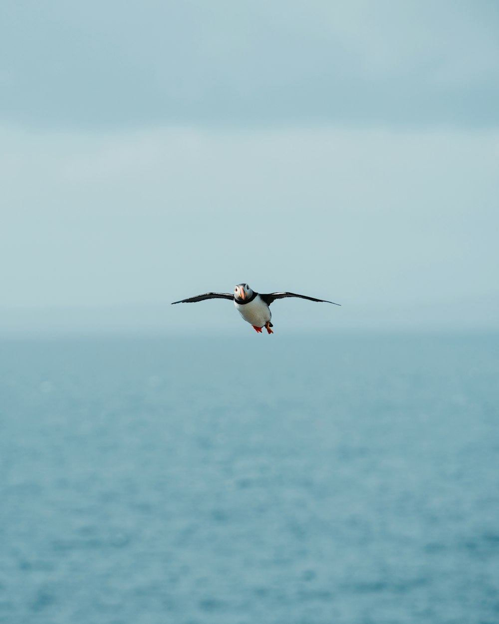 white and black bird flying over the sea during daytime