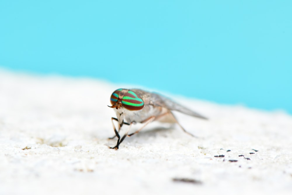 green and brown fly on white sand during daytime