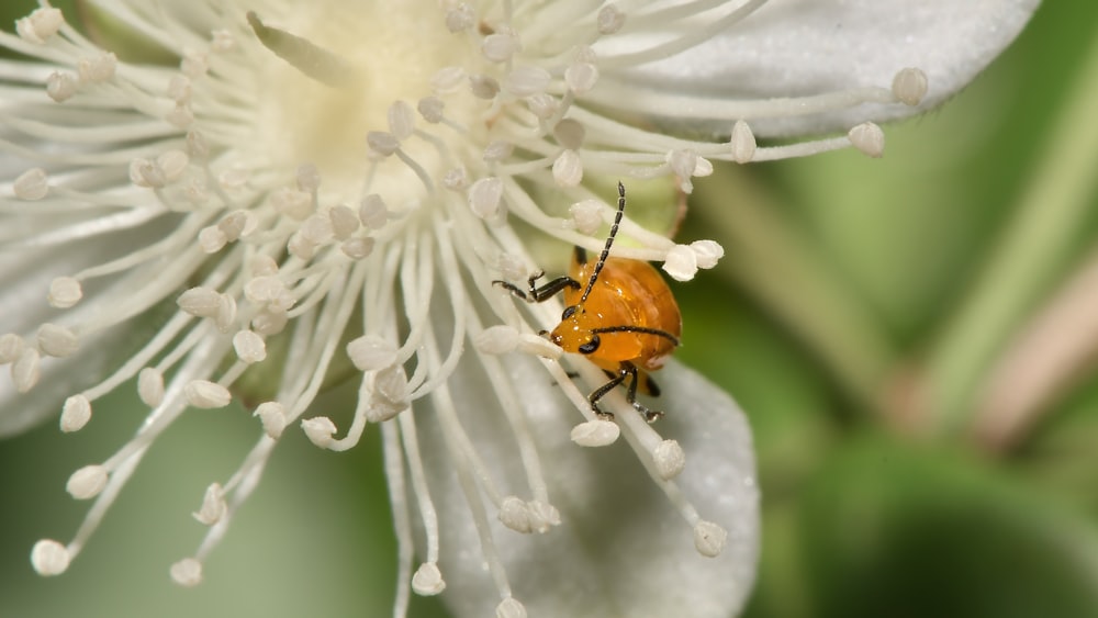 brown and black ladybug on white flower