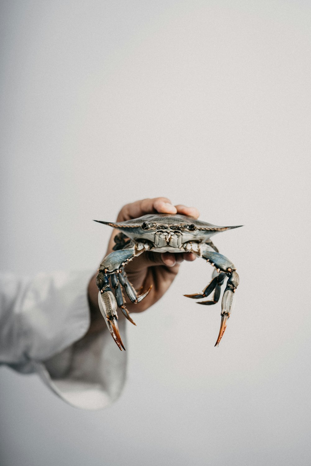 person holding brown and black crab