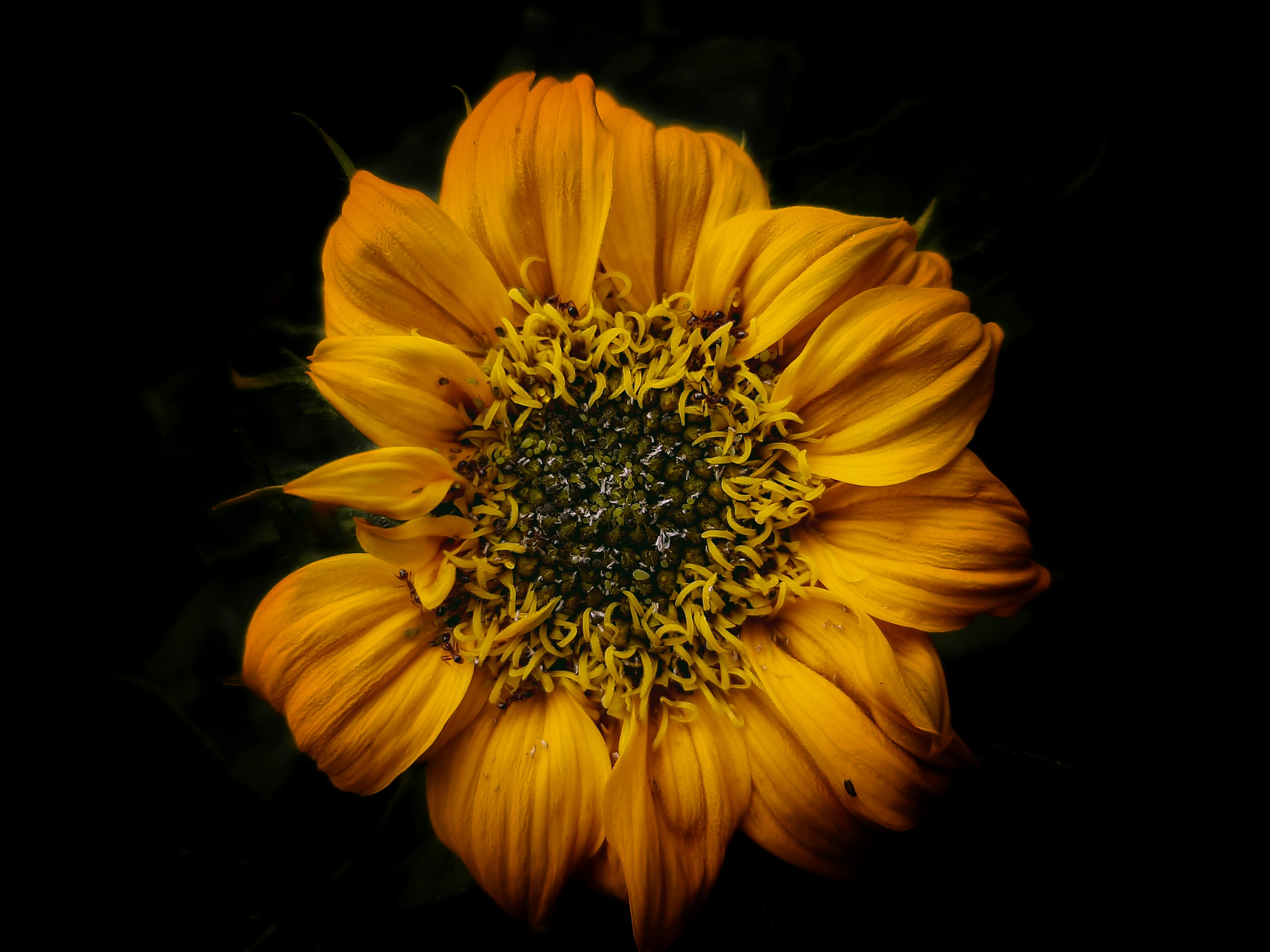 Photo by partha_pbhuyan