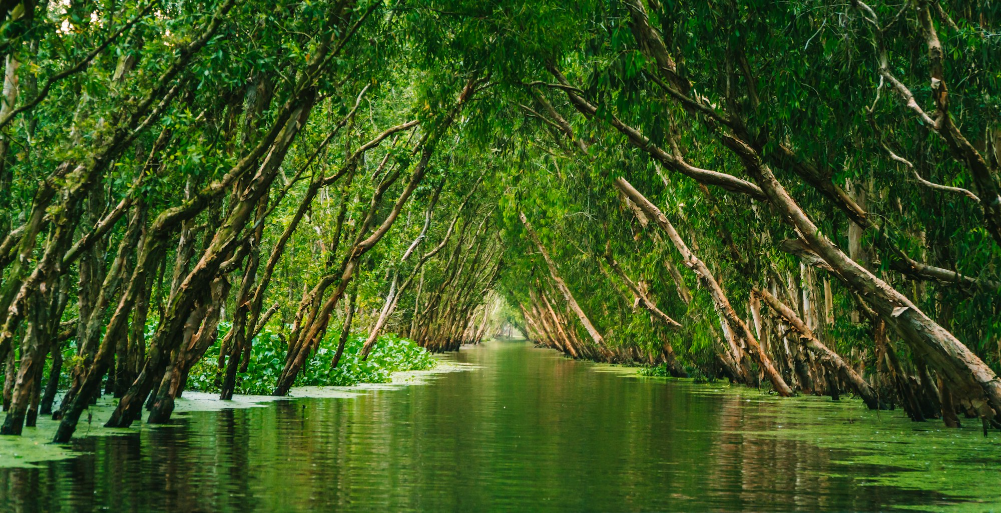 Tra Su Cajuput Forest An Giang Vietnam