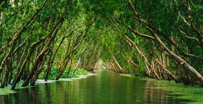 green trees on body of water during daytime jungle google meet background