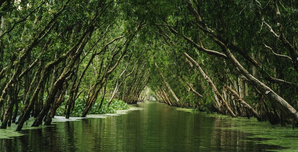 green trees on body of water during daytime