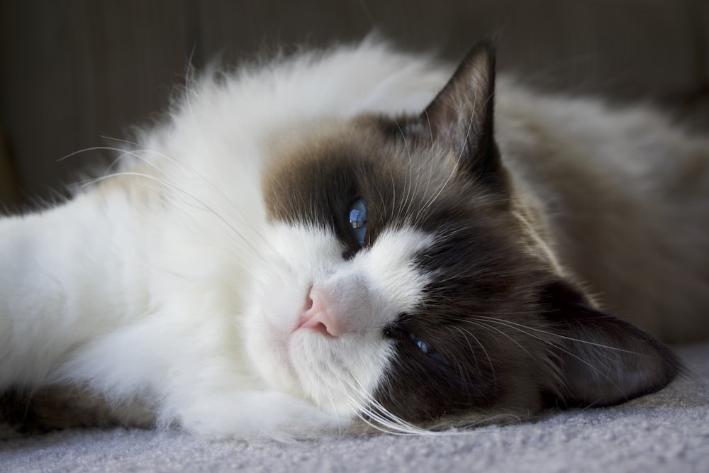 Chat blanc et noir couché sur un textile blanc