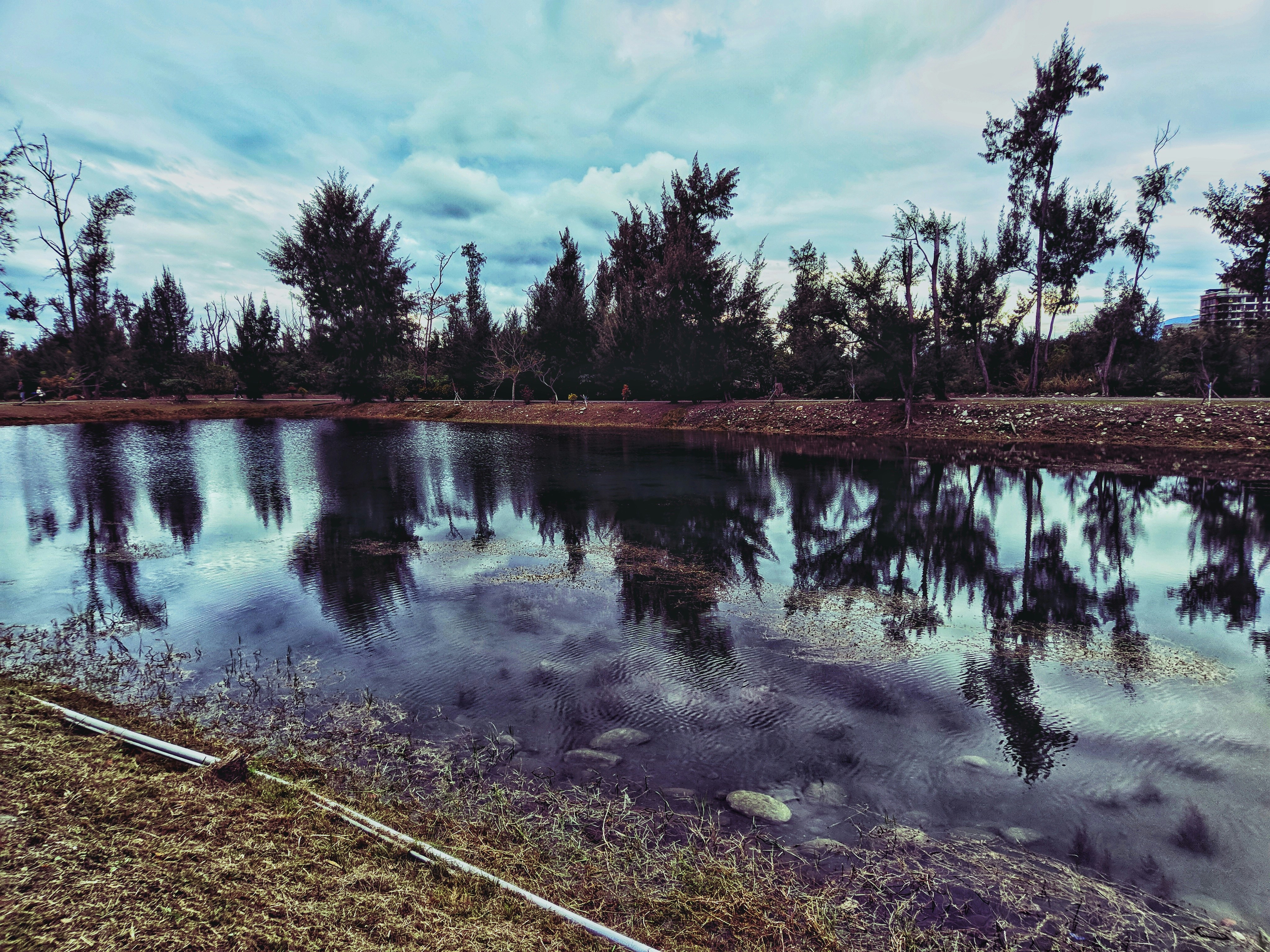 green trees beside river under cloudy sky during daytime