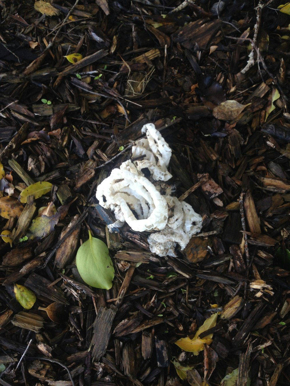 white mushroom on brown dried leaves