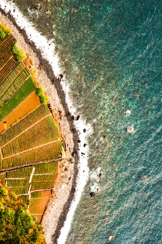 aerial view of green grass field near body of water during daytime in Madeira Portugal