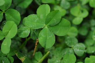 A delicate cluster of four-leaf clovers intertwined with shimmering light matching the crystal ball logo above.