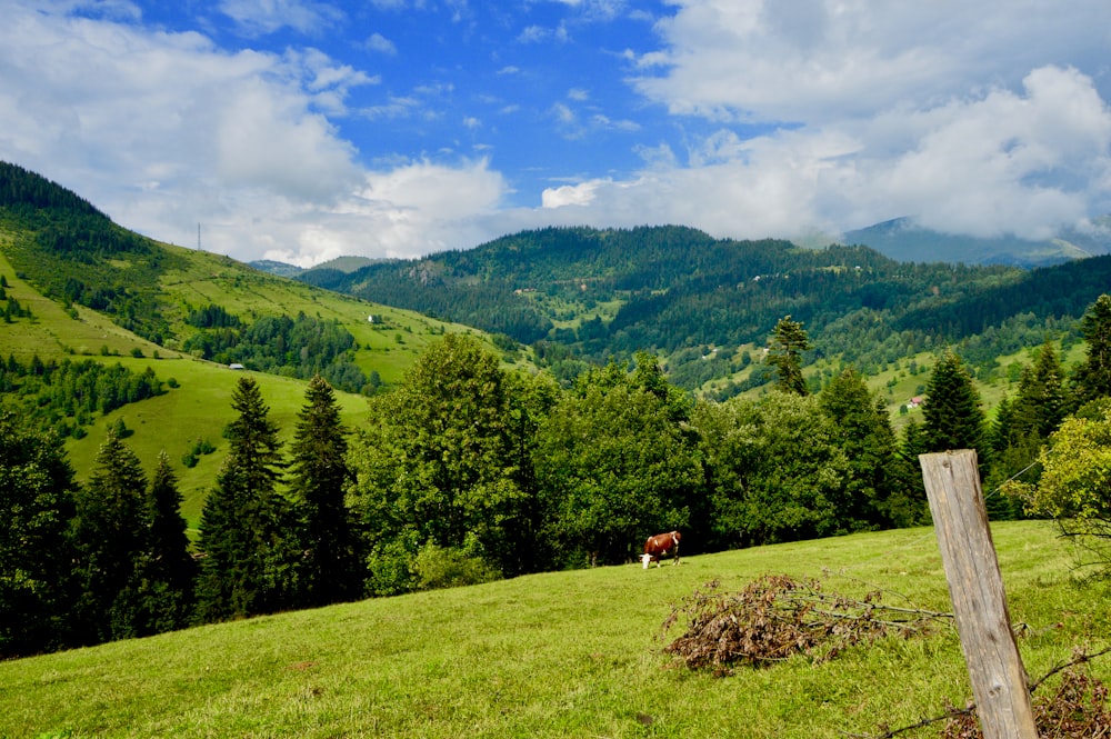 green trees and mountains under blue sky during daytime