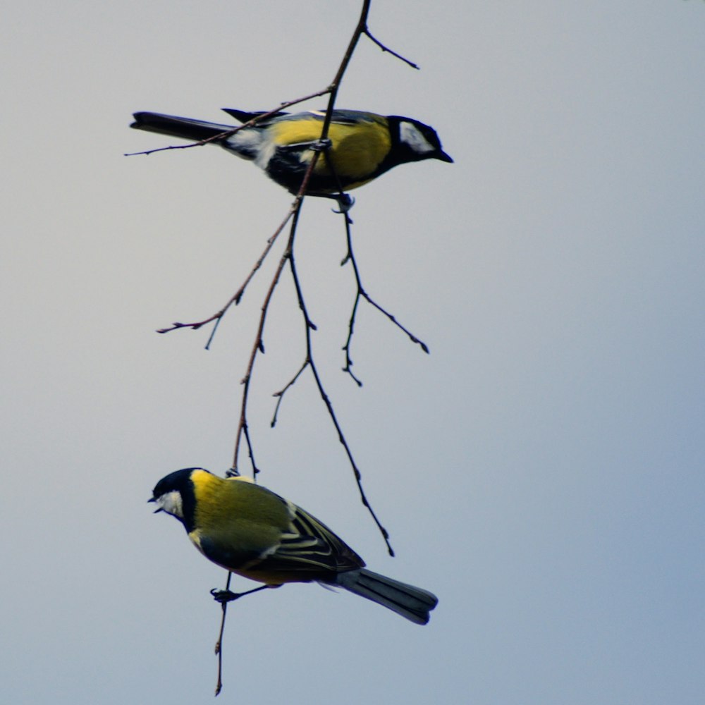 two yellow and black birds perched on gray metal stand