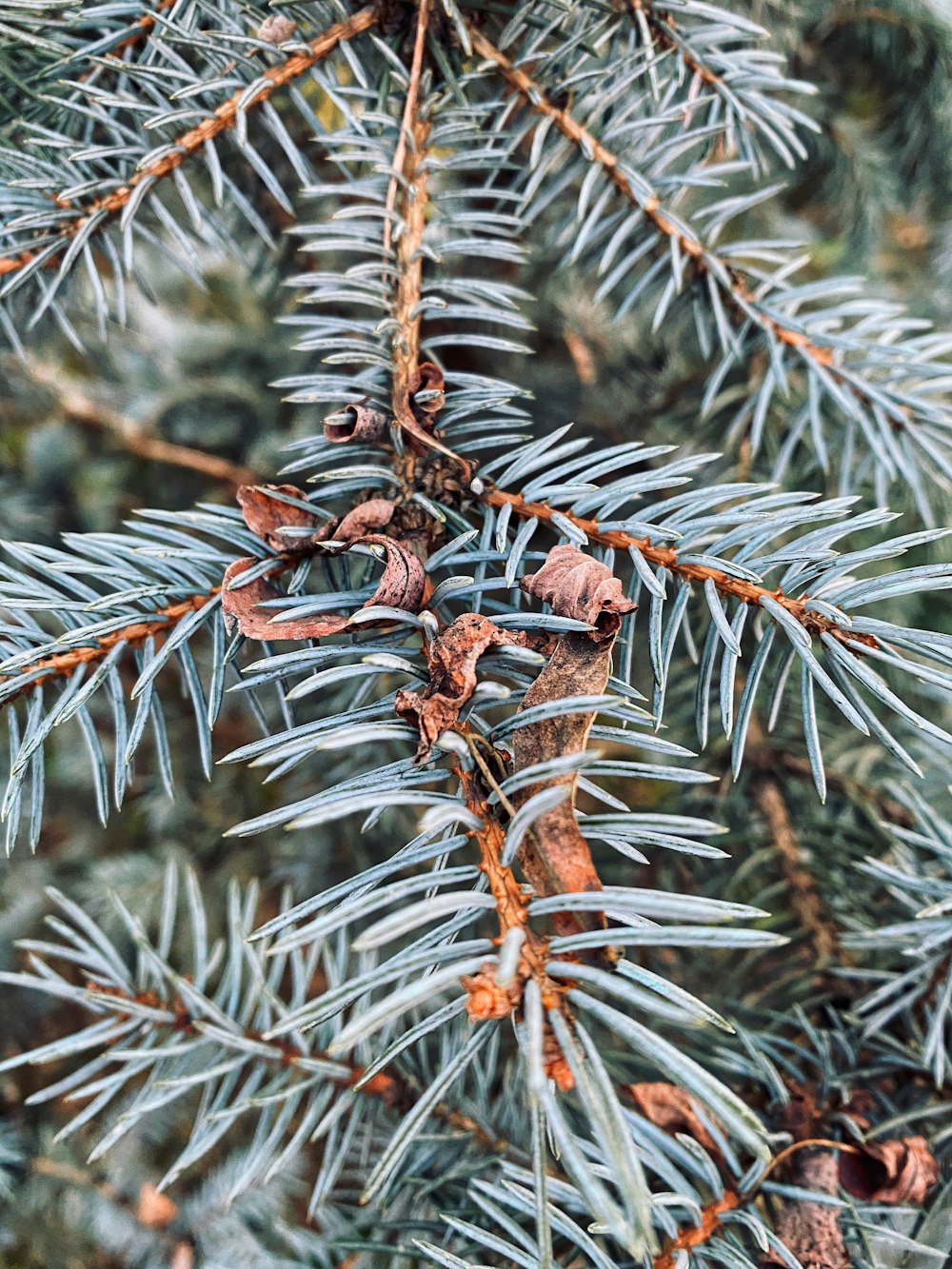 Branche d’arbre brune dans une lentille à bascule