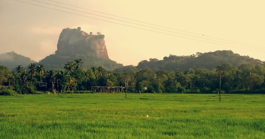 green grass field near mountain during daytime in Sigiriya Sri Lanka