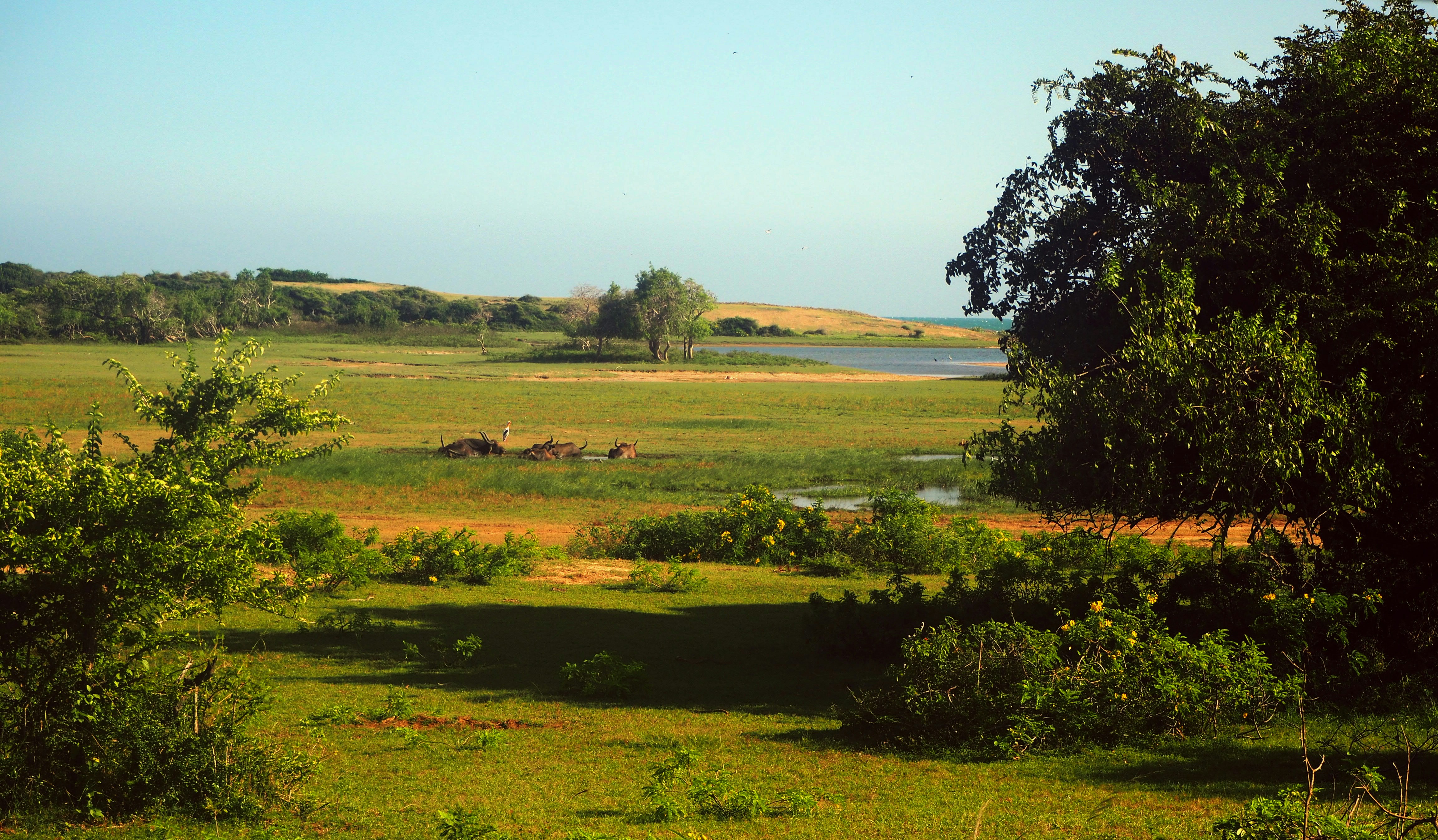 Photo of Yala National Park