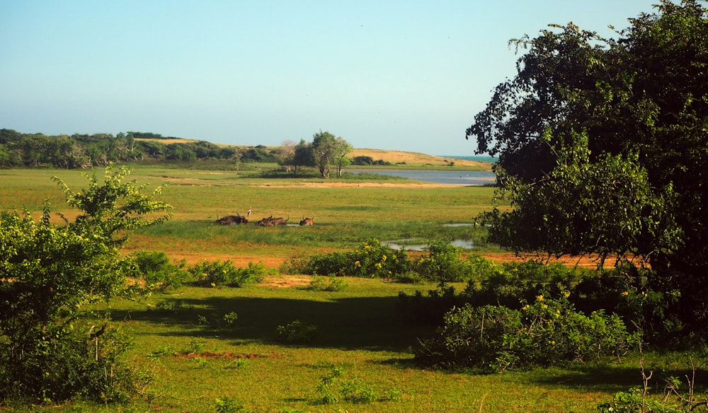 green grass field near body of water during daytime