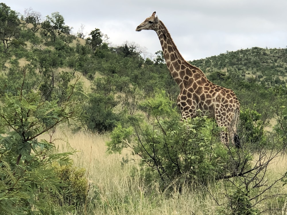 giraffe standing on green grass field during daytime