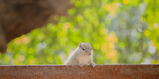 gray rodent on brown concrete surface during daytime in Vadodara India