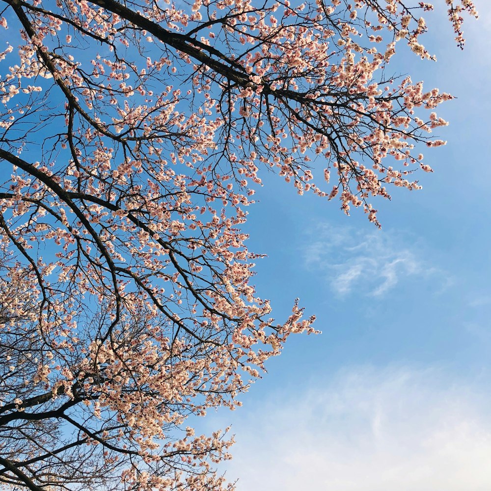 brown leaf tree under blue sky during daytime