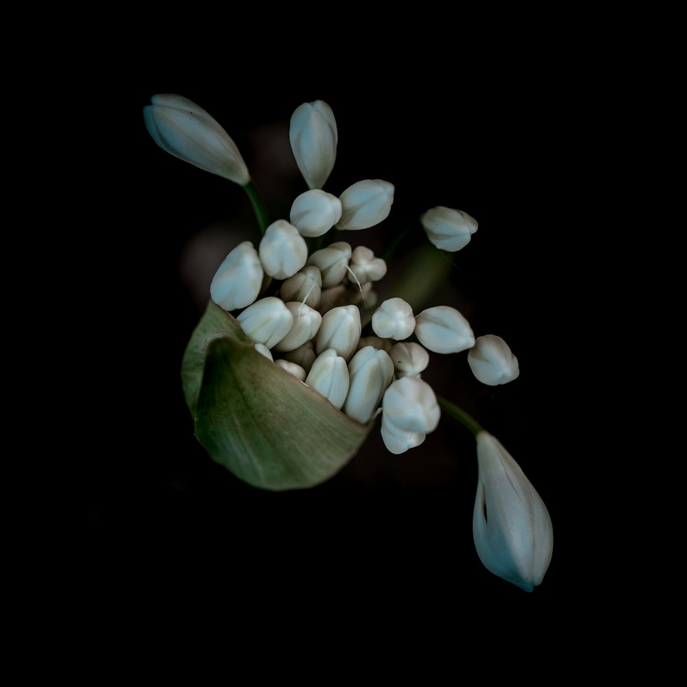 white flower buds in black background