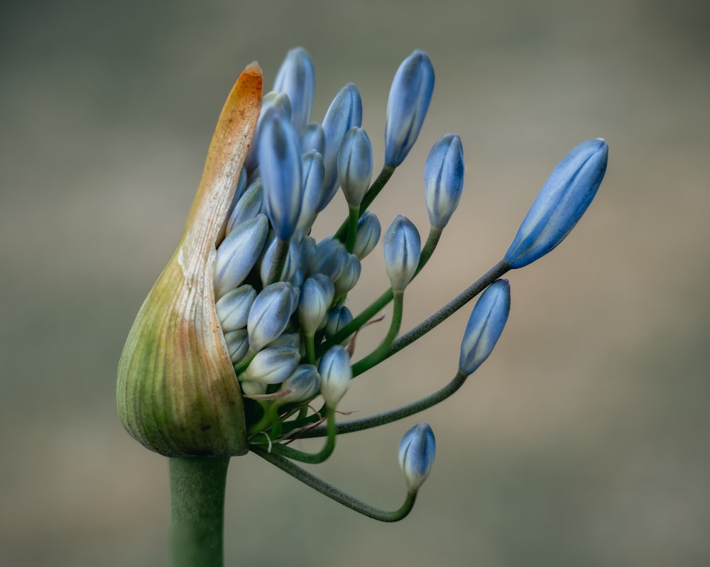 white flower buds in tilt shift lens