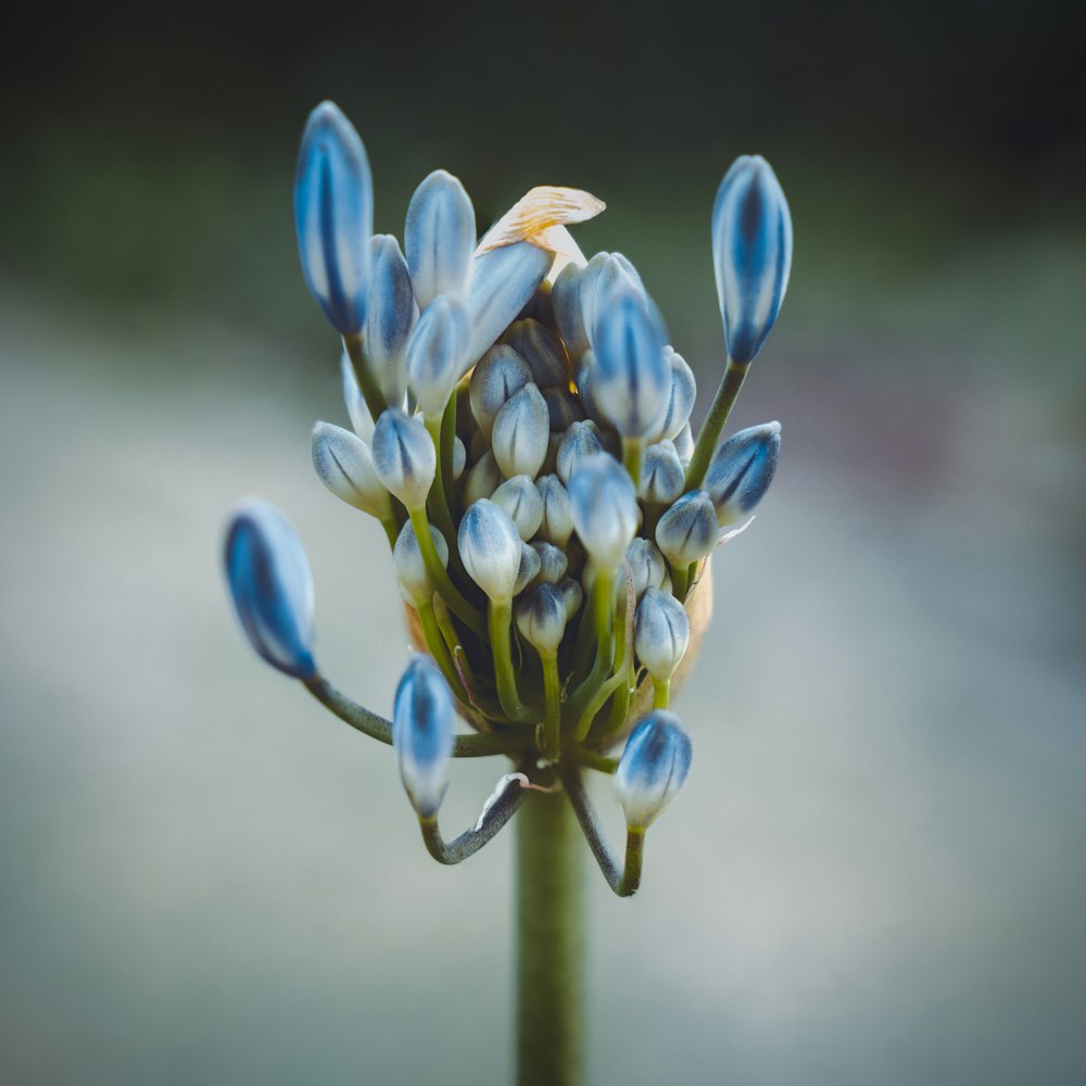 yellow and blue flower in close up photography