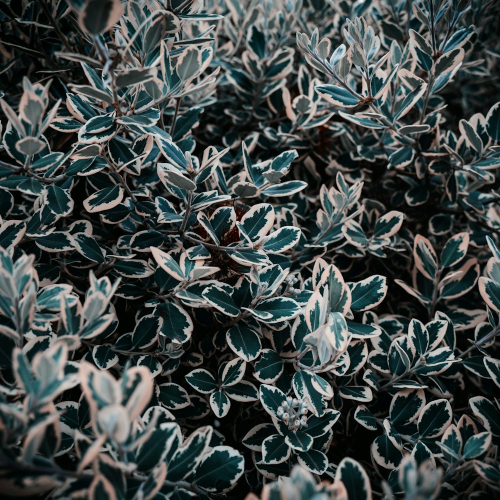 green plant with white flowers